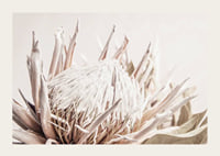 Close-up of light pink protea flower against soft beige background-3