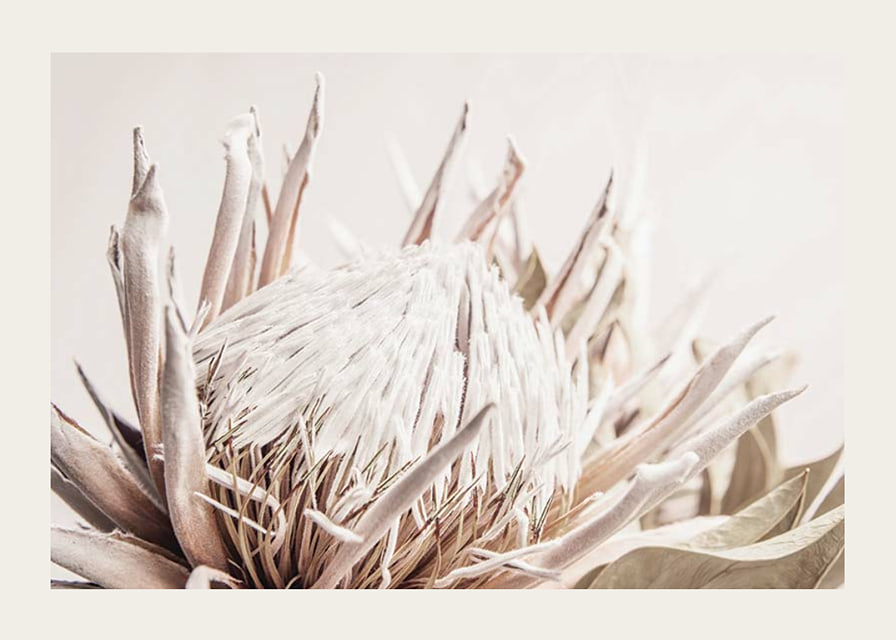 Close-up of light pink protea flower against soft beige background-12