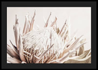 Close-up of light pink protea flower against soft beige background-4
