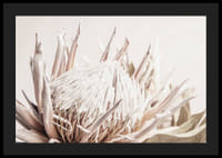 Prim-plan al unei flori de protea roz deschis pe un fundal bej moale-4