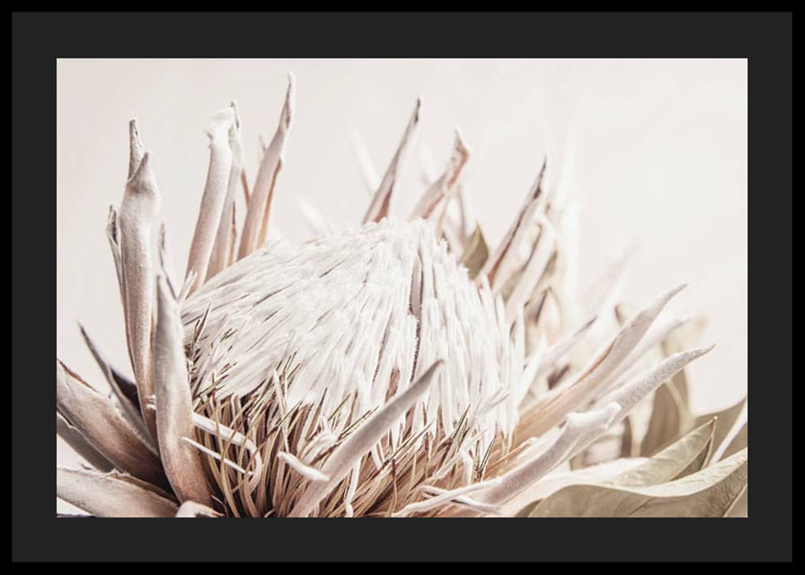 Prim-plan al unei flori de protea roz deschis pe un fundal bej moale-12