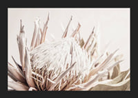 Close-up of light pink protea flower against soft beige background-5