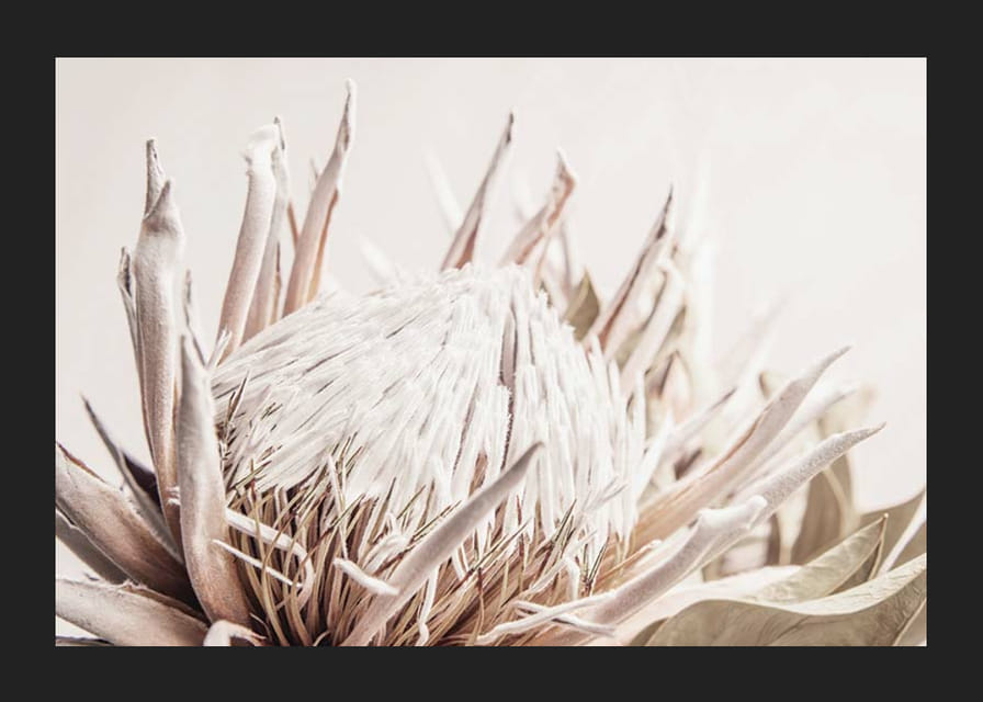 Prim-plan al unei flori de protea roz deschis pe un fundal bej moale-12