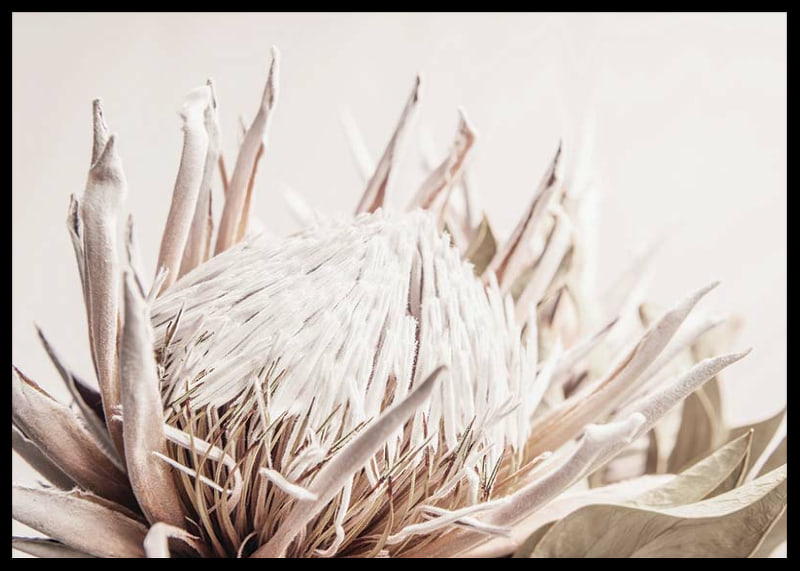 Close-up of light pink protea flower against soft beige background-12