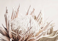 Close-up of light pink protea flower against soft beige background-7