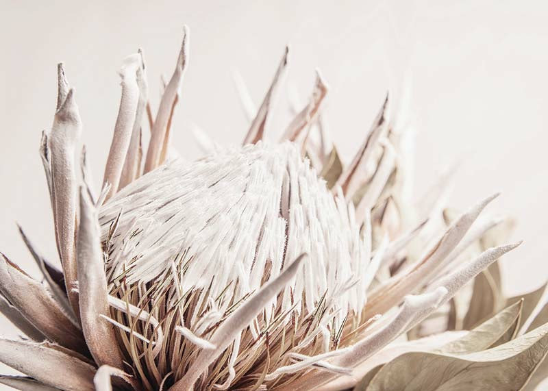 Close-up of light pink protea flower against soft beige background-12