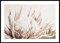 Close-up of light pink protea flower against soft beige background-0