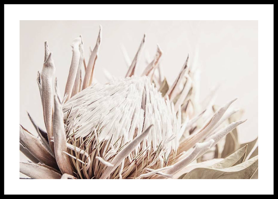 Close-up of light pink protea flower against soft beige background-12