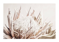 Close-up of light pink protea flower against soft beige background-1