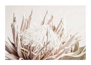 Poster Protea Flower No1