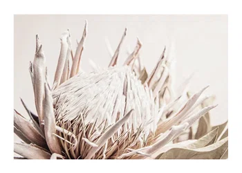Poster Protea Flower No1