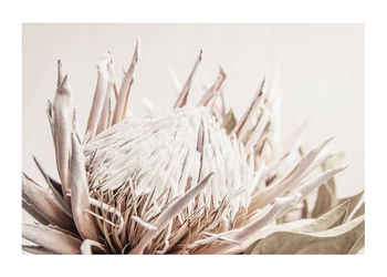 Plakat Protea Flower No1