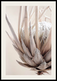 Close-up of protea flower in soft beige and white tones-2