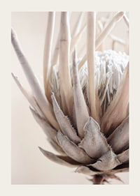 Close-up of protea flower in soft beige and white tones-3