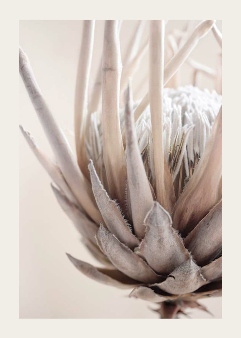 Close-up of protea flower in soft beige and white tones-12