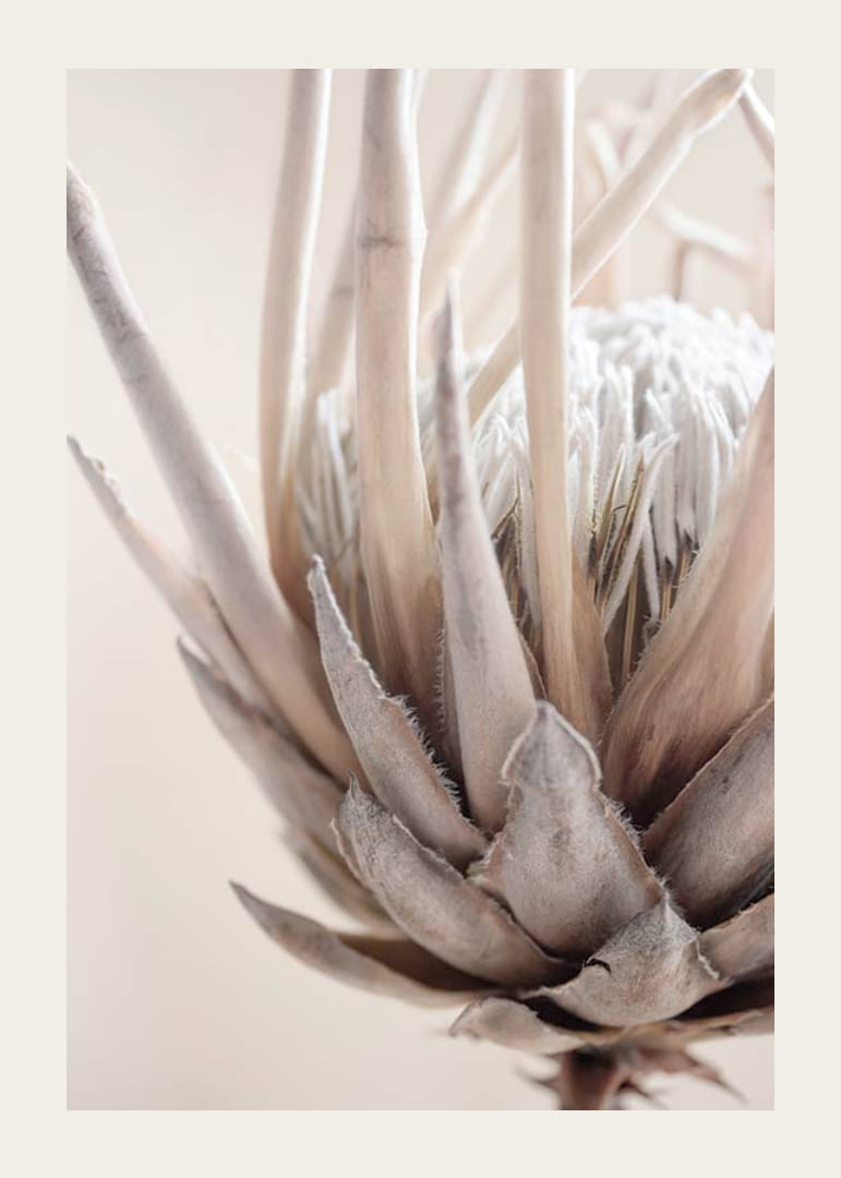 Närbild av proteablomma i mjuka beige och vita toner-12