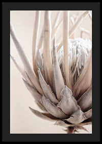 Close-up of protea flower in soft beige and white tones-4