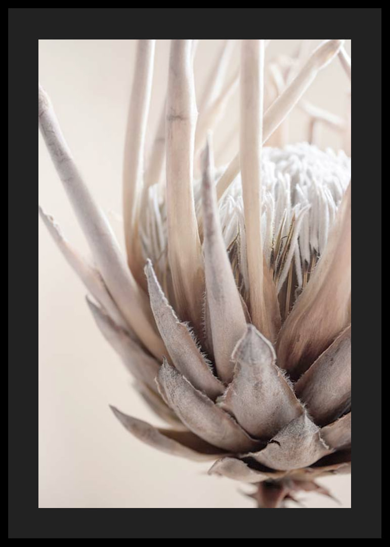 Close-up of protea flower in soft beige and white tones-12