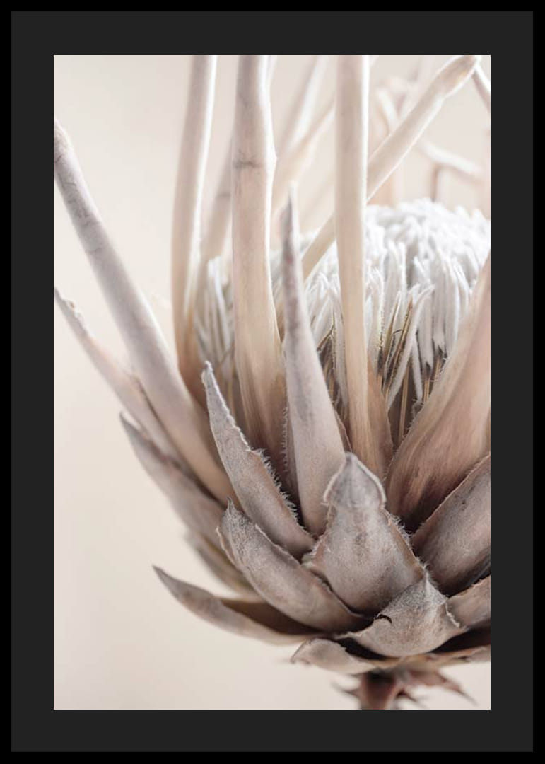 Närbild av proteablomma i mjuka beige och vita toner-12