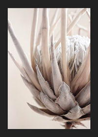 Close-up of protea flower in soft beige and white tones-5