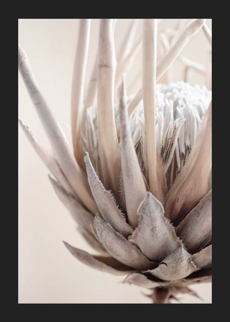 Close-up of protea flower in soft beige and white tones-12