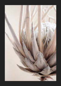 Närbild av proteablomma i mjuka beige och vita toner-5