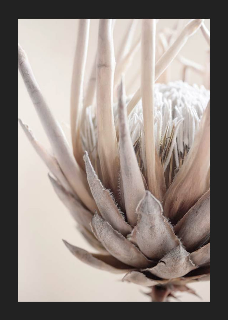 Närbild av proteablomma i mjuka beige och vita toner-12