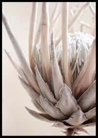 Close-up of protea flower in soft beige and white tones-6