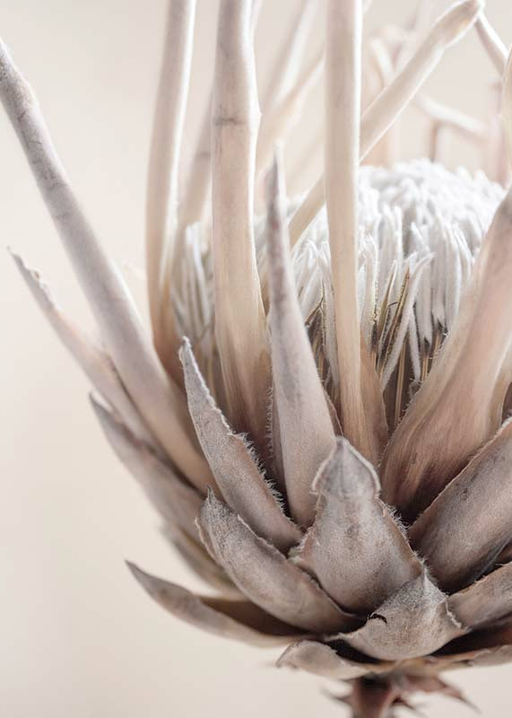 Close-up of protea flower in soft beige and white tones-12