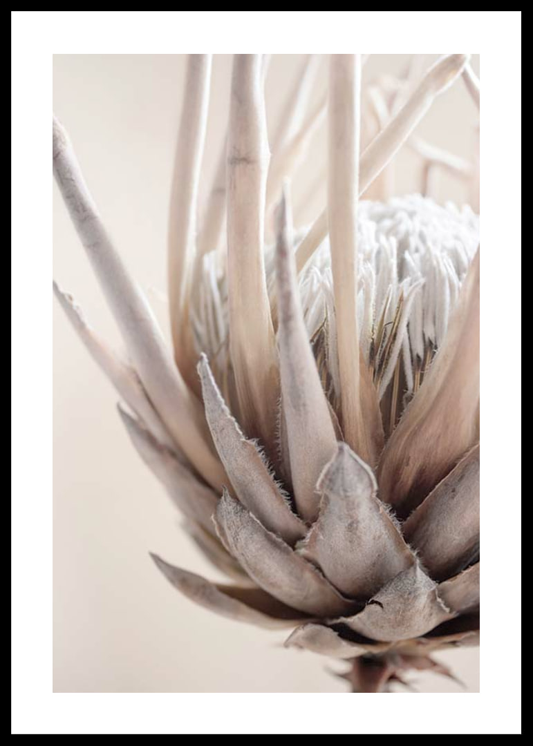 Close-up of protea flower in soft beige and white tones-12