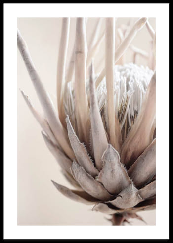 Póster Protea Flower No2