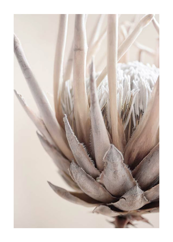 Plakāts Protea Flower No2
