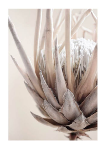Poster Protea Flower No2
