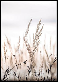 Sunset In The Field-2