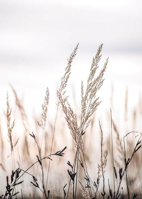 Sunset In The Field-12