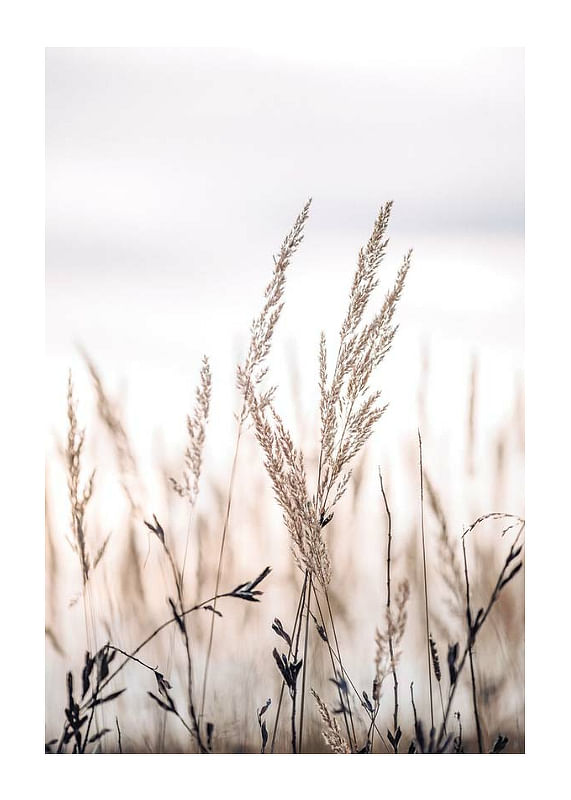 Sunset In The Field-12