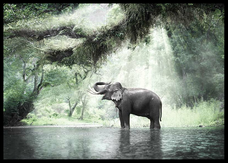 Elephant In Sunlight-12