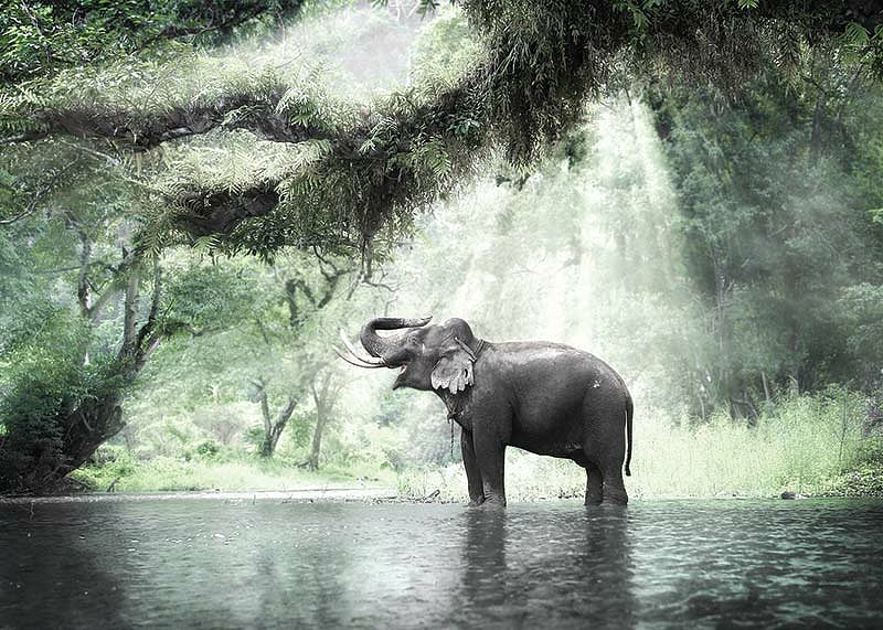 Elephant In Sunlight-12