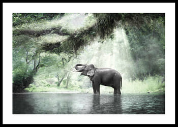 Poster Elephant In Sunlight