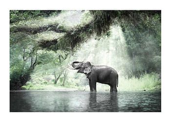 Plakat Elephant In Sunlight