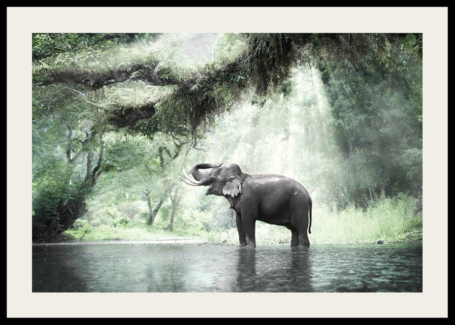 Fotóelefánt zöld dzsungelben napsugarakkal-12