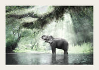 Fotóelefánt zöld dzsungelben napsugarakkal-3