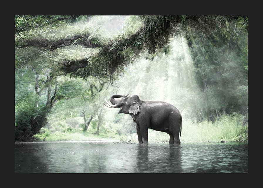 Fotóelefánt zöld dzsungelben napsugarakkal-12