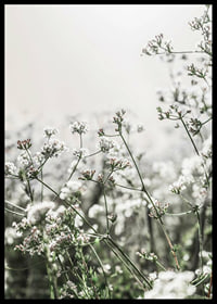 Close-up of white wildflowers in soft backlight, photographic-6
