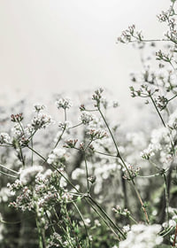 Close-up of white wildflowers in soft backlight, photographic-7