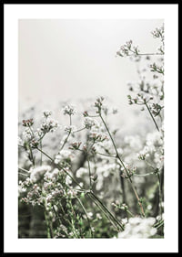 Close-up of white wildflowers in soft backlight, photographic-0