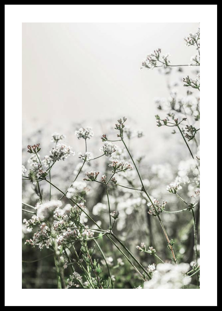 Close-up of white wildflowers in soft backlight, photographic-12