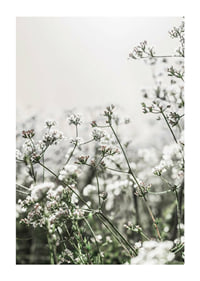 Close-up of white wildflowers in soft backlight, photographic-1