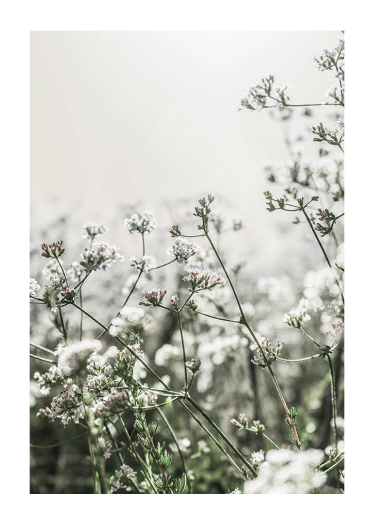 Close-up of white wildflowers in soft backlight, photographic-12