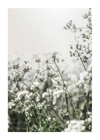 Poster White Flowers In Spring